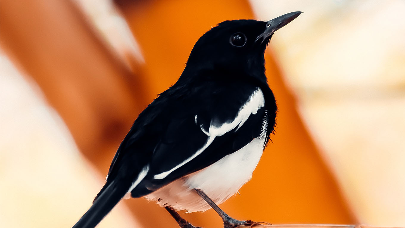 Human Acts 2 – English Collaborative